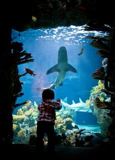 99 toledo zoo aquarium