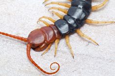 centipede giant centipedes desert headed flickr scolopendra bugs heros kn bite venomous common tiger via marks bug laying eggs