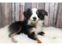 RottweilerDOGFemaleBlack and Tan2408475 Puppies for