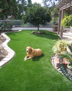 10 Best Ultimate Grass By Easy Turf Ideas Easy Turf Artificial Grass Artificial Turf