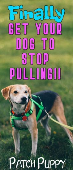 Sarasota Dog Training And Boarding Dog Training Classes Help