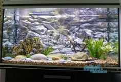 458 best fish tanks