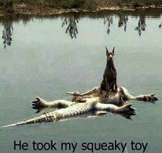 Flirten tiere