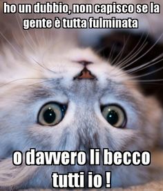 nero micio Fanculo BBC