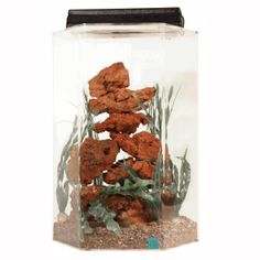 7 best classroom pets