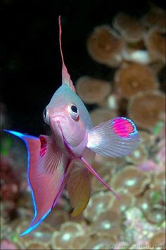 55 best animals at