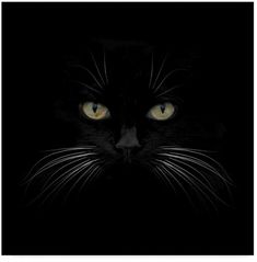 900 Idees De Chats Chats Et Chatons Chats Adorables Animaux 900 Idees De Chats Chats Et Chatons Chats Adorables Animaux