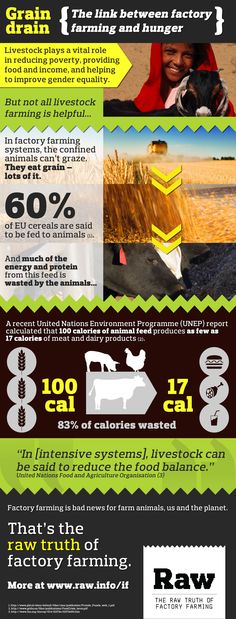 Factory farming essay