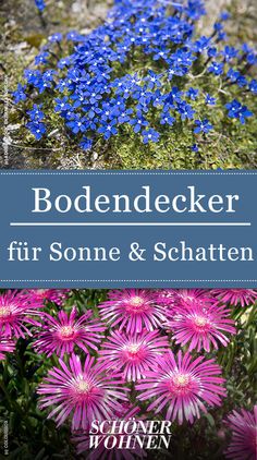 84 Besten Bilder Von Pflanzen In 2019 Balkon