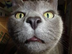 Do Smize Smile With Your Eyes It Can Be Kind Of Hard At First But Youll Get The Hang Of It Funny Cat Do Smize Smile With Your Eyes It Can Be Kind Of Hard At First But Youll Get The Hang Of It Funny Cat