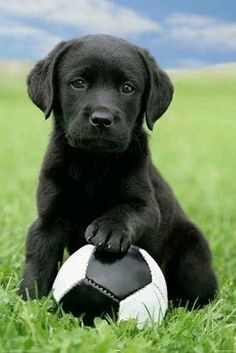 17 Meilleures Idees Sur Bebes Chiens Labrador Bebe Chien Chien Labrador Labrador 17 Meilleures Idees Sur Bebes Chiens Labrador Bebe Chien Chien Labrador Labrador