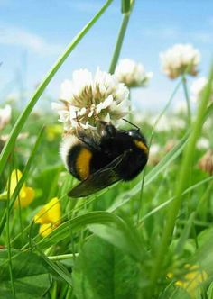 2127 Best For The Love Of Bees Images On Pinterest In 2018 Ble Bee I Love Bees And If Ever Have A Garden Someday Will Do Some Beekeeping