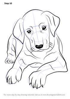 dog line drawing in 2019 good paws pinterest drawings dog