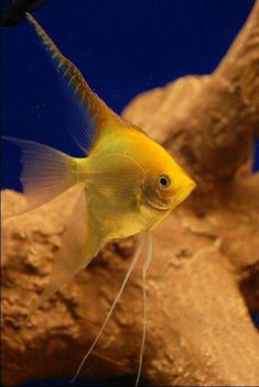 11 best pomacanthidae family