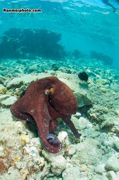 142 best red sea