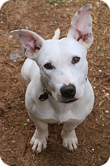 Adopted Knoxville Tn Bull Terrier Beagle Mix Meet Otto A Dog