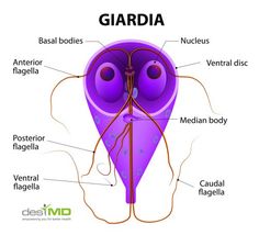 akkora, mint a giardia szemölcsök vannak a húgycsőben