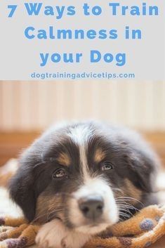 Dog Obedience Training Leland Nc Doglovers Dogcommandstraining