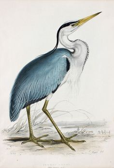 architekturentwurfszeichnung john gould 1833 common heron reiher ardea cinerea 52 36 cm original 99 besten antique prints bilder auf pinterest in 2018 architekturentwurfszeichnung john gould 1833 common heron reiher ardea cinerea 52 36 cm original 99 besten antique prints bilder auf pinterest in 2018