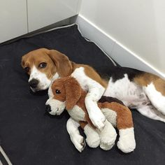 hogyan fogyhat le a beagle hasi zsír fogyás történetek