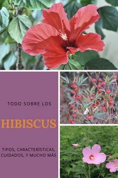 840 Ideas De Arboles Y Arbustos En 2021 árboles Y Arbustos Arbustos Arboles