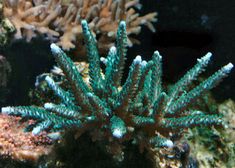 13 best corals i