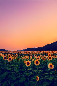 Update – Sunrise hat sich per E-Mail dem Problem “angenommen”