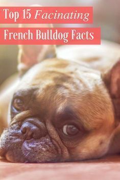 15 French Bulldog Facts That You May Find Fascinating