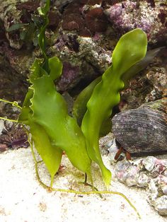 257 best algae images