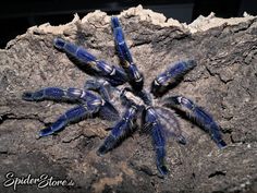 Tarântula Gooty ornamental- Poecilotheria metallica- Família ... Tarântula Gooty ornamental- Poecilotheria metallica- Família ...