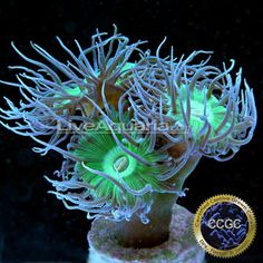 603 best hard corals