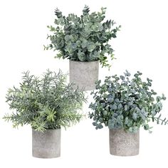 3 Pack Lightweight Potted Artificial Plants Faux Eucalyptus for Indoor Shelf Dining Room Office Decor Mkono Mini Fake Plants in Farmhouse Galvanized Metal Pots Table Centerpiece Rustic Home Décor 3 Pack Lightweight Potted Artificial Plants Faux Eucalyptus for Indoor Shelf Dining Room Office Decor Mkono Mini Fake Plants in Farmhouse Galvanized Metal Pots Table Centerpiece Rustic Home Décor