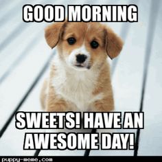 hilarious good morning meme good morning sunshine hello's good 4c5cf82fdd7a21a1113033a673ca647d funny good morning memes too funny hilarious good morning meme good morning sunshine hello's good,Cute Have A Good Day Memes