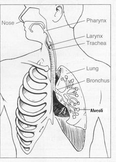 Respiratory System | Respiratory system, Worksheets and Human body
