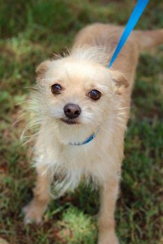 Adopt Arthur On Seniors In Need Pin Share Help Them Find