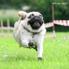 Funny Pug Dog Meme Pun LOL | FUNNY PUG DOG MEMES LOL ... Funny Pug Dog Meme Pun LOL | FUNNY PUG DOG MEMES LOL ...