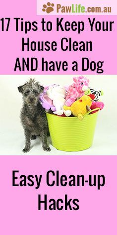 How To Keep My House Clean how to keep your house clean when you have a dog - tips on How To Keep My House Clean how to keep your house clean when you have a dog - tips on