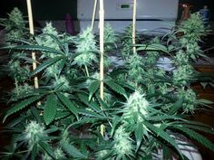 108 best crop king