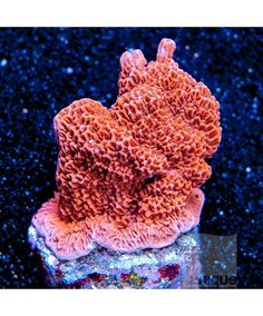 603 best hard corals