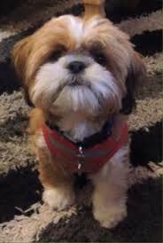 Image Result For Shih Tzu Haircuts Male Cockapoohaircut Shih