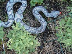 16 Best Keep Birds Away Images On Pinterest Up Snake To Keep Birds Away