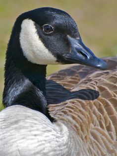 Canada Goose Baby Snow Bunting menta Canada Goose Baby Snow Bunting menta