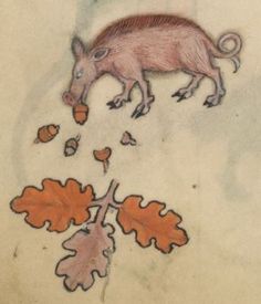 Image result for medieval manuscript piglet