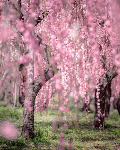 11 Best Weeping Cherry Tree Images Flowering Trees Weeping Cherry Trees By Takahiro Ito Takanii2017 On Instagram