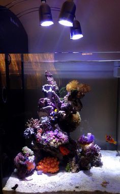 45 best aquarium images