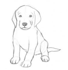drawings of a dog drawings of a dog