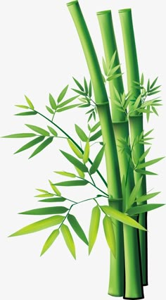 Bamboo Roof, Bamboo Fabric, Bamboo Table, Bamboo Background, Seamless Background, Transparent Background