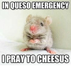67 best things that are funny images on pinterest funny images