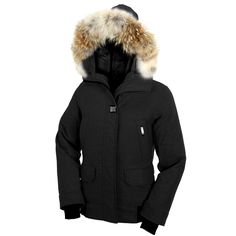 canada goose branta canada goose branta