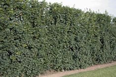 Feldahorn Garten Hecke Pflanzen Naturgarten Gartengestaltung
